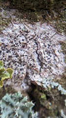 Anisomeridium biforme