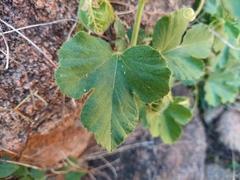 Passiflora chrysophylla