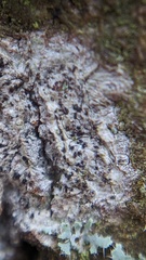 Anisomeridium biforme