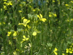 Erysimum canescens