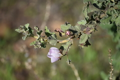 Malacothamnus foliosus