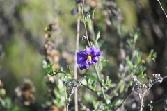 Solanum parishii