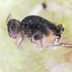 Allacma fusca