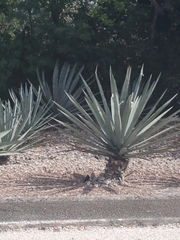 Agave tequilana