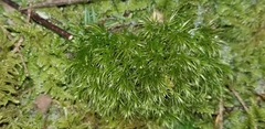 Dicranella heteromalla