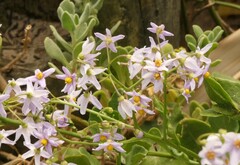 Solanum africanum