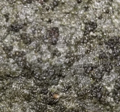 Rinodina