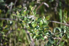 Lonicera subspicata