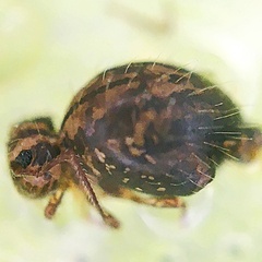 Sminthurinae