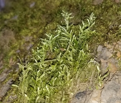 Brachythecium rivulare