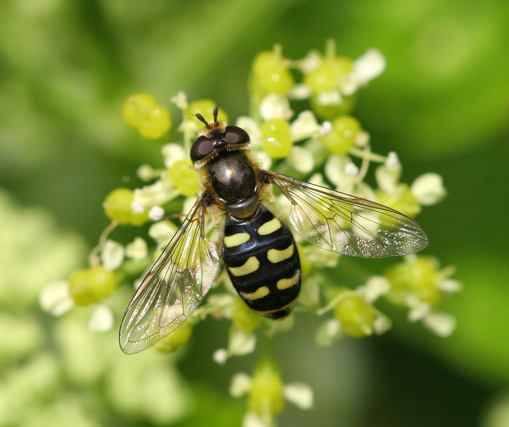 Black-tailed Aphideater