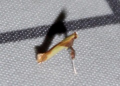 Caloptilia packardella