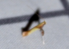 Caloptilia packardella