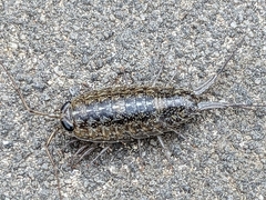 Ligia exotica