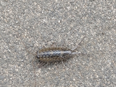 Ligia exotica