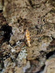 Cameraria ohridella