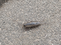 Ligia exotica