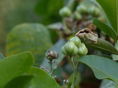 Ipomoea campanulata