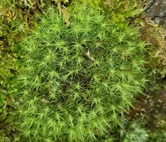 Bartramia pomiformis