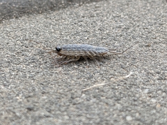 Ligia exotica