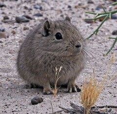Microcavia australis