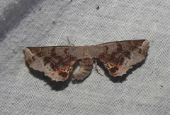 Parepisparis excusata