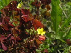 Oxalis stricta rufa