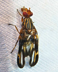 Idana marginata
