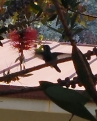 Basilinna leucotis