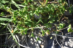Oxalis californica