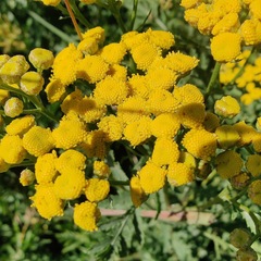 Tanacetum