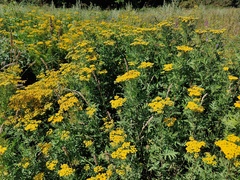 Tanacetum