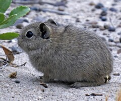 Microcavia australis