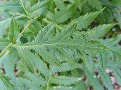 Anthemideae