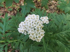 Anthemideae
