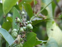 Ipomoea campanulata