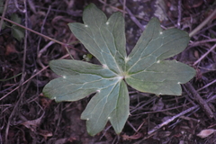 Delphinium cardinale