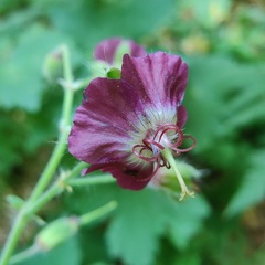 Geranium phaeum