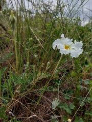 Mandevilla petraea