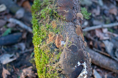 Fuscoporia ferruginosa