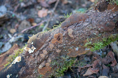 Fuscoporia ferruginosa