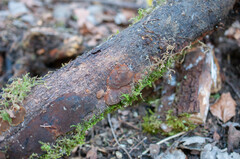 Fuscoporia ferruginosa