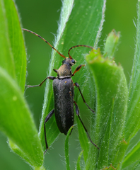 Grammoptera ruficornis