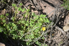 Oxalis californica
