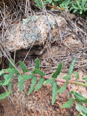 Mandevilla petraea