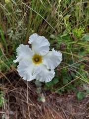 Mandevilla petraea