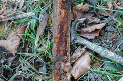 Fuscoporia ferruginosa
