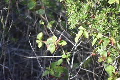 Acalypha californica