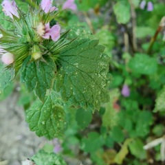 Ballota nigra