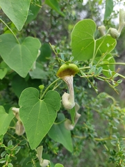 Aristolochia argentina